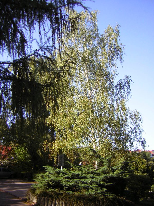 Auch dieses Foto wurde am 30.08.2009 in Saarbrcken-Ensheim auf dem Friedhof aufgenommen.