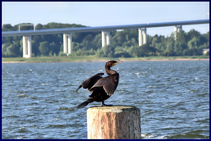 Auch ein Kormoran macht mal Pause.  Altefhr (bei Stralsund)31.07.09