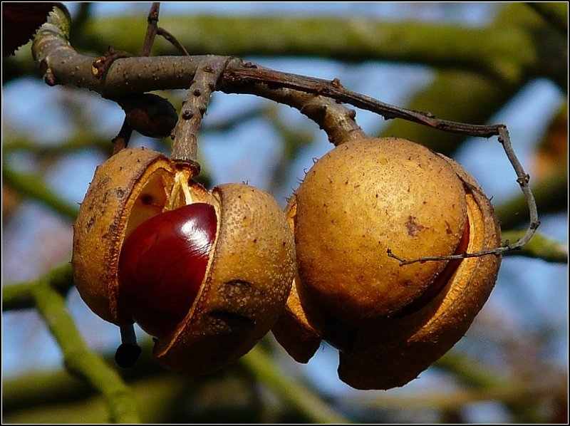 Auch das ist Herbst. Rosskastanien platzen aus ihren Schalen. 19.10.08 (Jeanny)