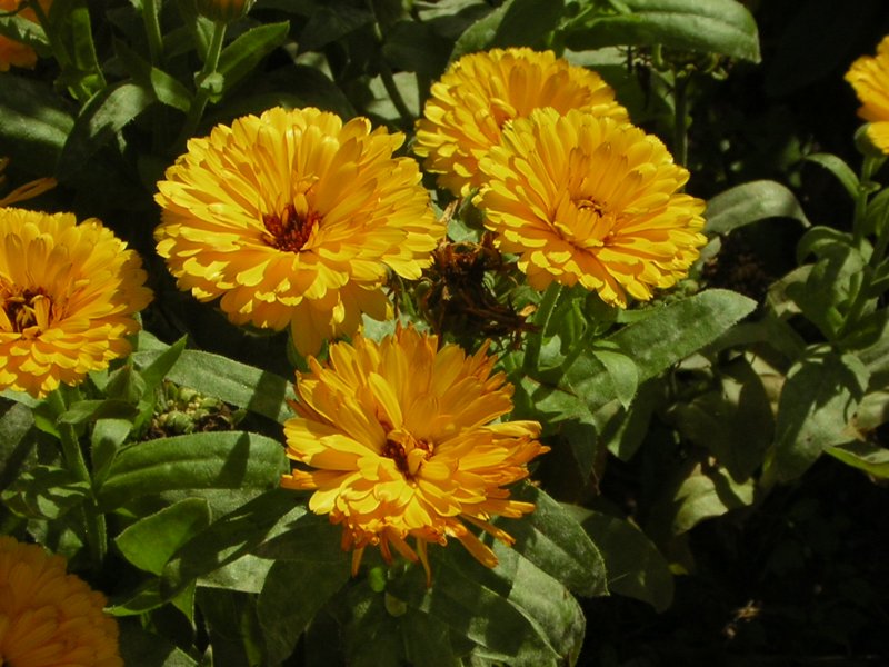 Auch hier sieht man schne Blumen aus dem Deutsch Franzsichen Garten in Saarbrcken.