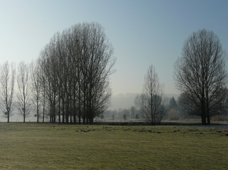 Auch ohne Laub geben diese Bume im Alzettetal (Luxemburg) einen schnen Kontrast zum Winterhimmel ab. Bild aufgenommen bei Berschbach/Mersch am 22.12.07