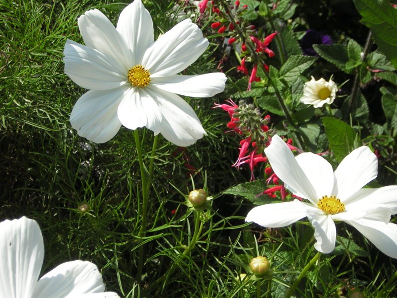 Auch diese schne Blume ist im Deutsch Franzsichen Garten in Saarbrcken zu sehen.