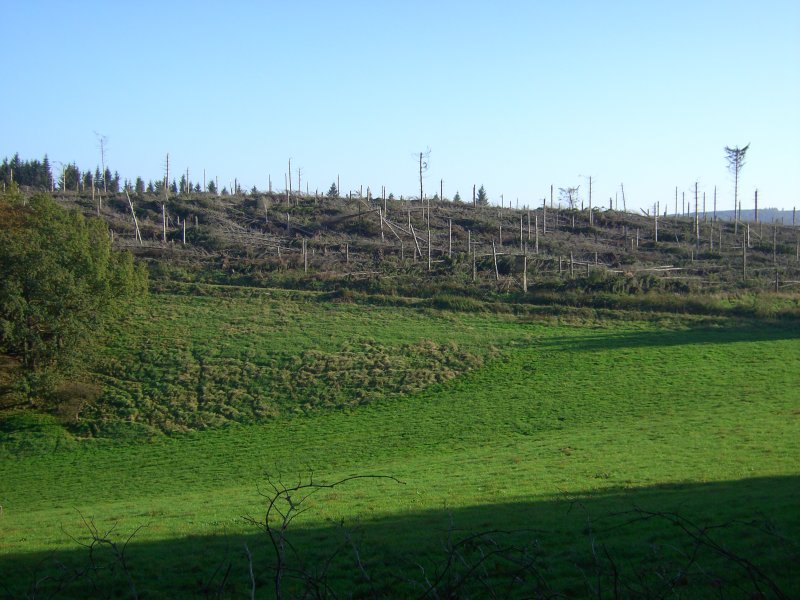 Auch im Sommer 2007 liegt noch viel Sturmholz in den Wldern des Sauerlandes (hier bei Hellefeld).