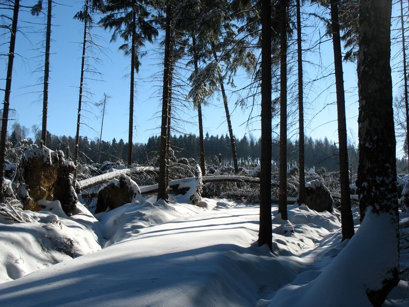 Auch im Tharandter Wald hat der Orkan Kyrill gewtet. Von vorn bis hinten stand auf dieser Flche hier ehemals Hochwald - 26.01.2007
