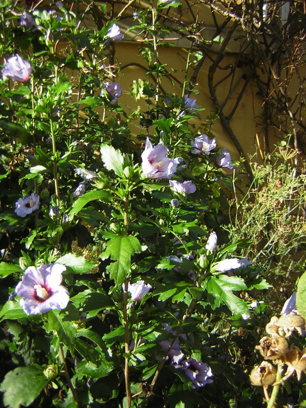 Auf diesem Foto ist ein Hibiscus zu sehen. Das Foto wurde in Ensheim-Saar aufgenommen.