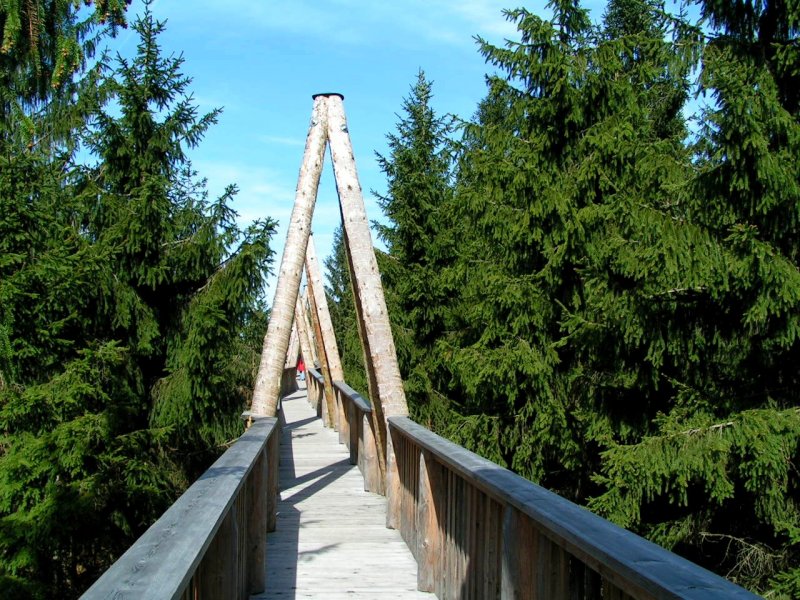 auf gleicher Ebene mit den Baumkronen, Baumkroneweg-Kopfing; 080428