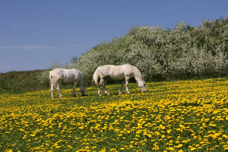 Auf der Koppel bei Plauen-Straberg (27.04.2009)