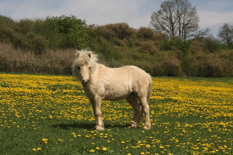 Auf der Koppel bei Plauen-Straberg (27.04.2009).