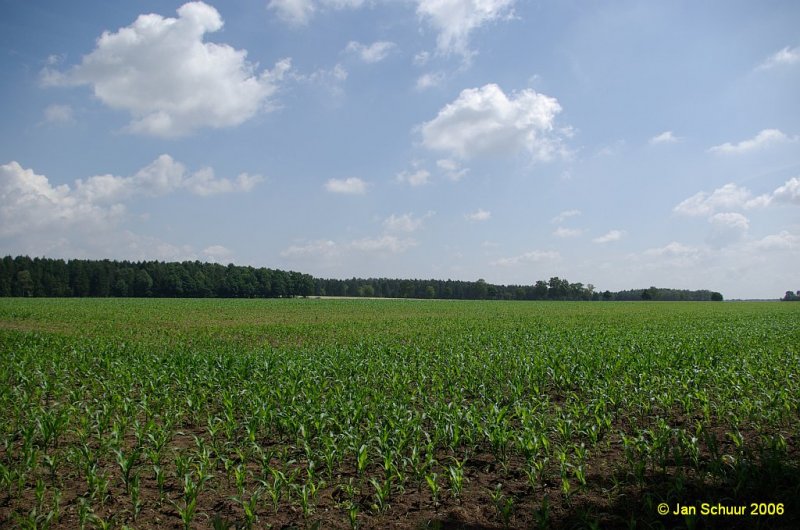 Aufkeimendes Maisfeld unter blauem Frhsjahrshimmel stlich von Buchholz in der Nordheide. Aufgenommen bei einer Wanderung des Heimatmuseums Vierdrfer Dnz am Rande der ehemaligen Markgenossenschaft Brumhagen.