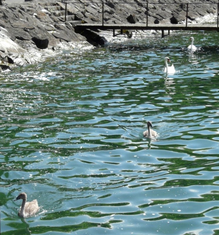 Ausflug von Familie Schwan auf dem Lac Lman fotografiert am 02.08.08. (Jeanny)