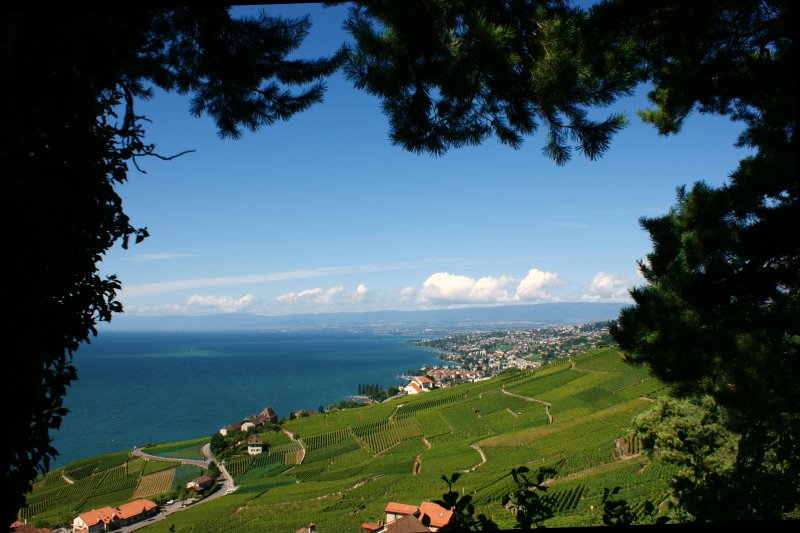 Aussicht vom Wanderweg Grandvaux - Bossire in Richtung Lausanne. Im Hintergrund der Jura.
(13.08.2008)