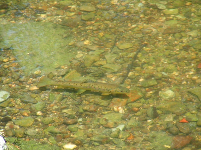 Bachforelle wartet im Flsschen  Breitsach  auf Nahrung 070607