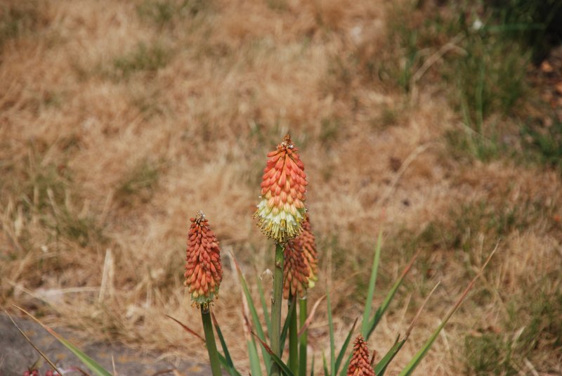 BAD ZWISCHENAHN, 01.06.2008, im Park der Gärten, dem Gelände der Landesgartenschau 2002