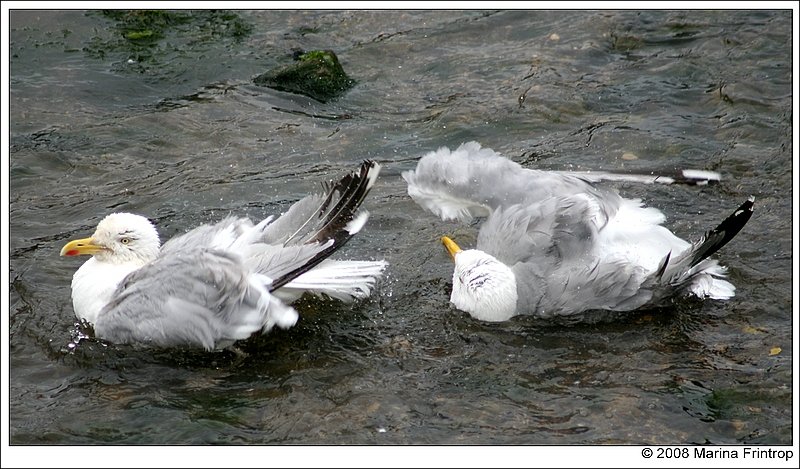 Badende Mwen im Hafen von Mevagissey, Cornwall England