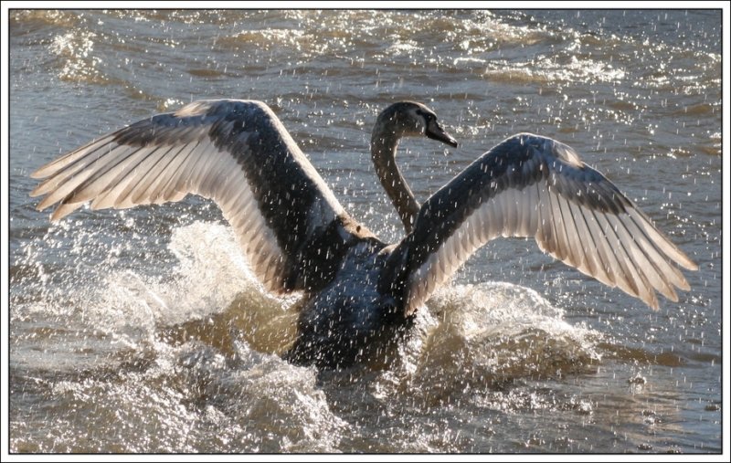 Badespa am Rhein - Wildlebender Schwan fotografiert am Rhein in Duisburg-Homberg