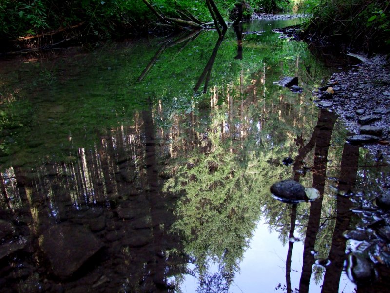  Bume stehen Kopf  im Schwarzenbach; 080822