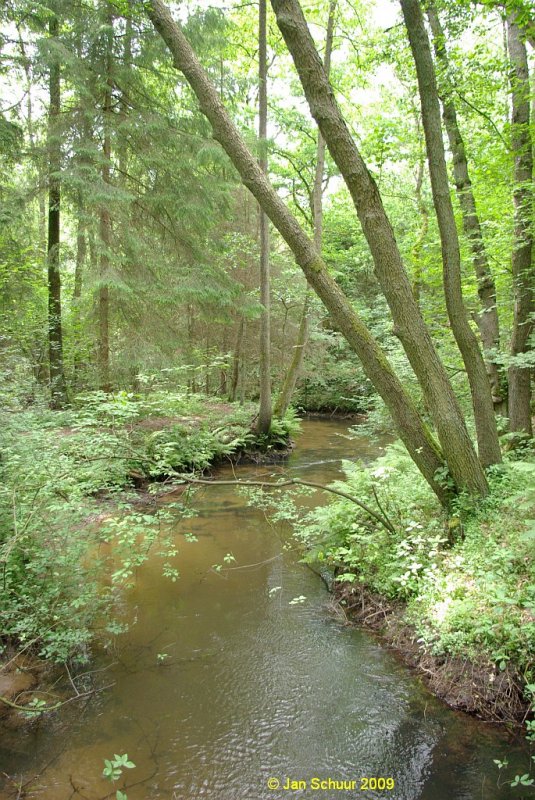 Baumfcher ber der Este. Der Heidefluss Este entspringt sdstlich von Welle in der Lneburger Heide und durchquert westlich von Buchholz in der Nordheide die Samtgemeinden Tostedt und Hollenstedt bevor er ber Moisburg und Buxtehude sowie bei Cranz in die Elbe mndet.