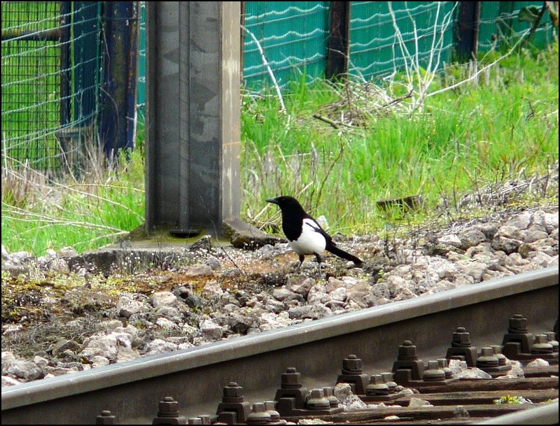 Begegnung mit einer Elster an der Eisenbahnstrecke in Lintgen (Luxemburg). 20.04.08