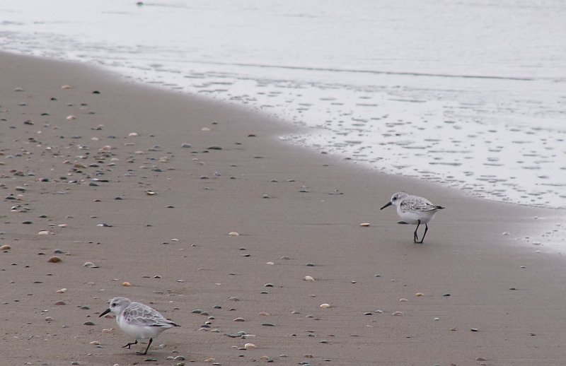 Bei beginnender Flutb tauchten diese beiden lustigen Gesellen auf und suchten nach Nahrung. Das Foto stammt aus Renesse und ist vom 15.10.2007