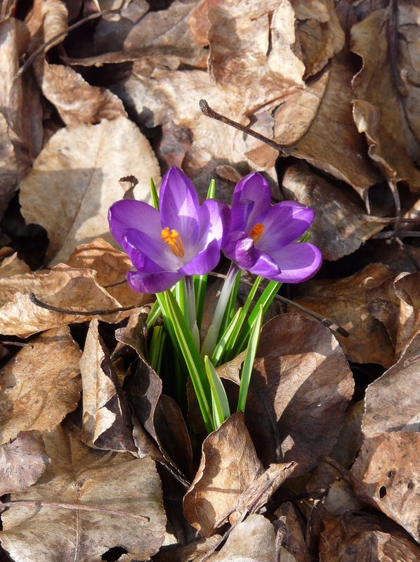 Bei den zur Zeit frhlingshaften Temperaturen, haben die Krokusse in unserem Garten auch angefangen zu blhen. Das Foto wurde in Erpeldange/Wiltz (Luxemburg) am 24.02.08 gemacht