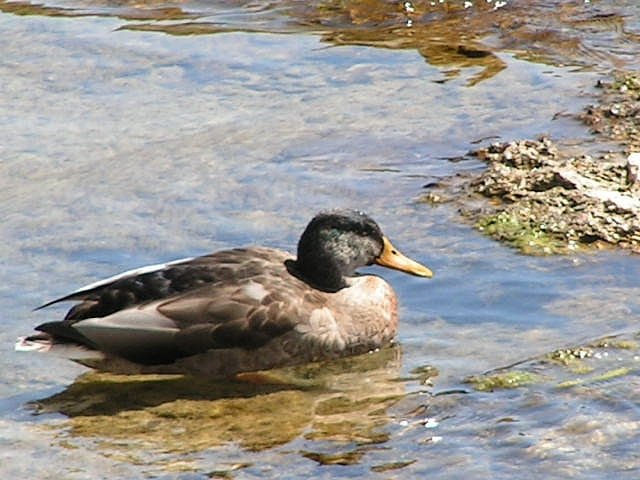 Beim Rheinfall in Neuhausen beobachtete ich diese Ente und hielt sie mit der Kamera fest. 17.08.2006