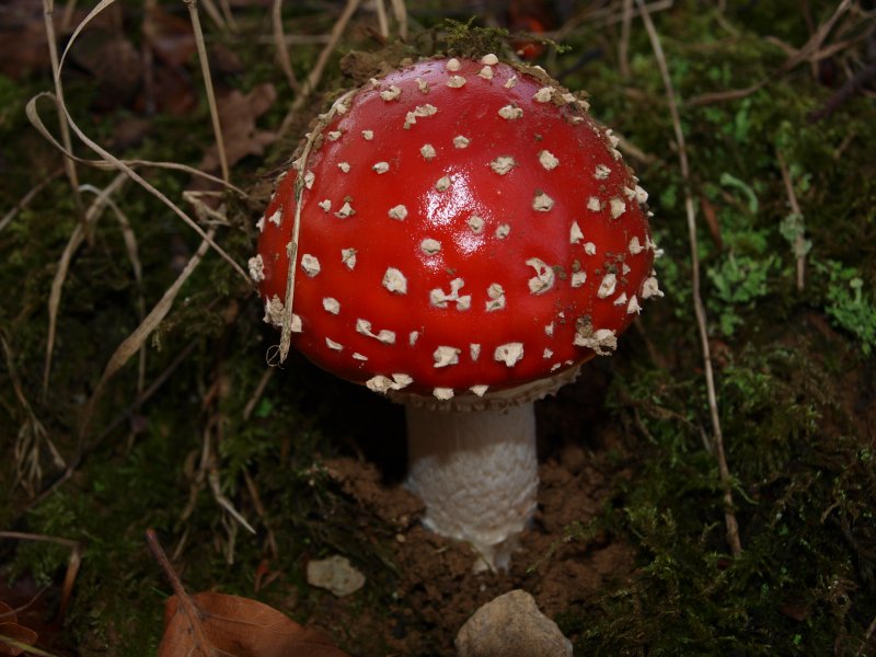 Beim Spaziergang im Herbstwald entdeckte ich diese giftige Schnheit.