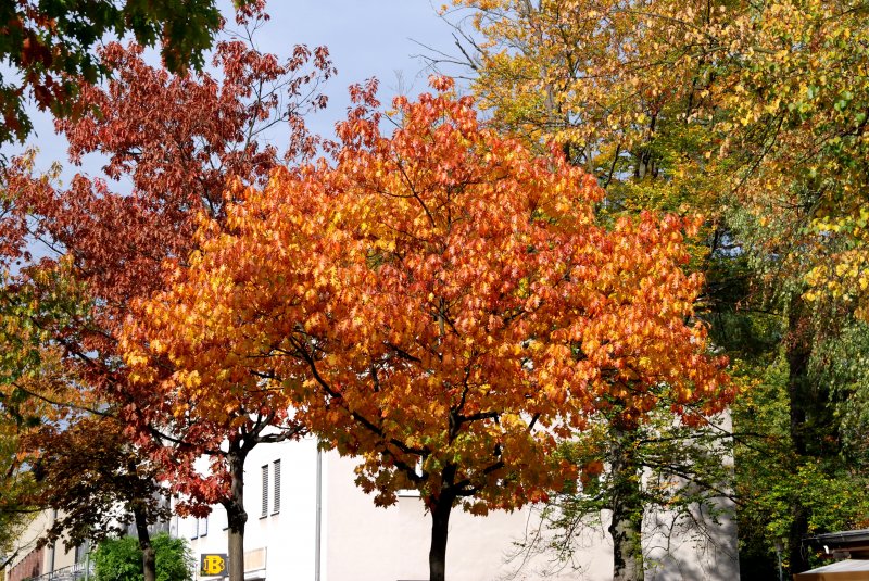 BERLIN, 10.10.2009, am Fellbacher Platz im Ortsteil Hermsdorf