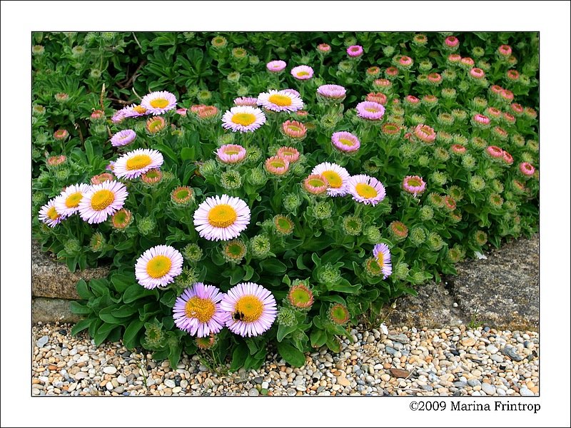 Berufkraut - Seaside Daisy (Erigeron glaucus) - Fotografiert in Porthleven, Cornwall England