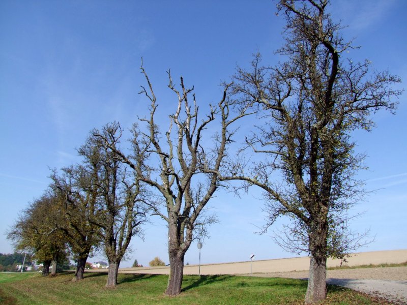 Birnenbume entlang eines buerlichen Gterweges; 081012