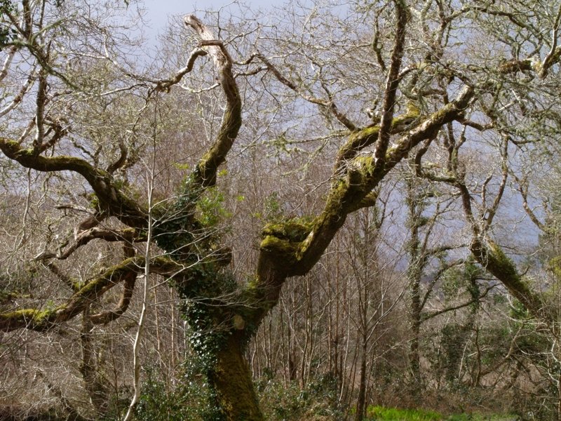 Bizarre Baumformen im Naturreservat lassen die Kamera nicht in der Tasche. Hier kann man sich Feen und Kobolde vorstellen.