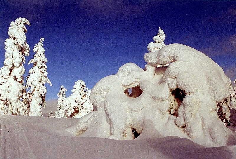 Bizarre Schneegebilde an der Loipe zwischen den Schutzhtten Kuusimaa und Luuvanrova bei Muonio, die Loipe fhrt hier in ca. 400 Meter Hhe ber einen Bergrcken, knapp unter der Baumgrenze, Mrz 1994.