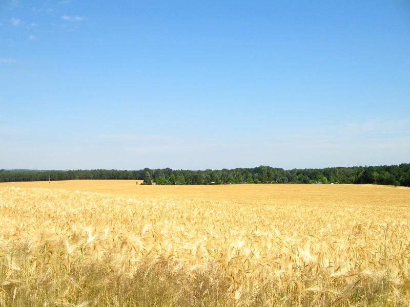 Blauer Sommerhimmel und goldenes Getreide, Altenbach 22.06.08