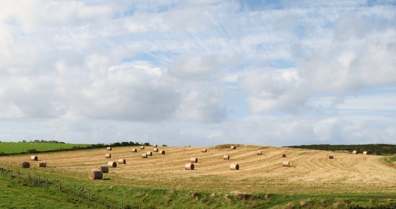 Blick auf ein abgeerntetes Weizenfeld in Nordirland.
(September 2007)