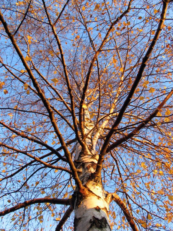 Blick in die Baumkrone einer Birke mit den letzten Blttern in den letzten Sonnenstrahlen des Tages - 5.11.2007
