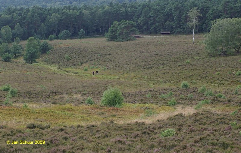 Blick vom Brunsberg ins Heidetal nach Westen bei beginnender Heideblte Ende Juli 2009. Das Naturschutzgebiet Brunsberg gehrt zu Gemeinde Buchholz in der Nordheide.