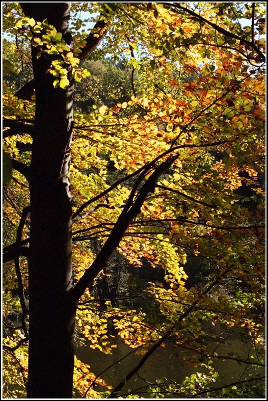 Blick durch die wunderschn gefrbte alte Buche hinab auf das Wasser der Zschopau - so gesehen im wunderschnen Oktober 2005 bei Wilischthal.