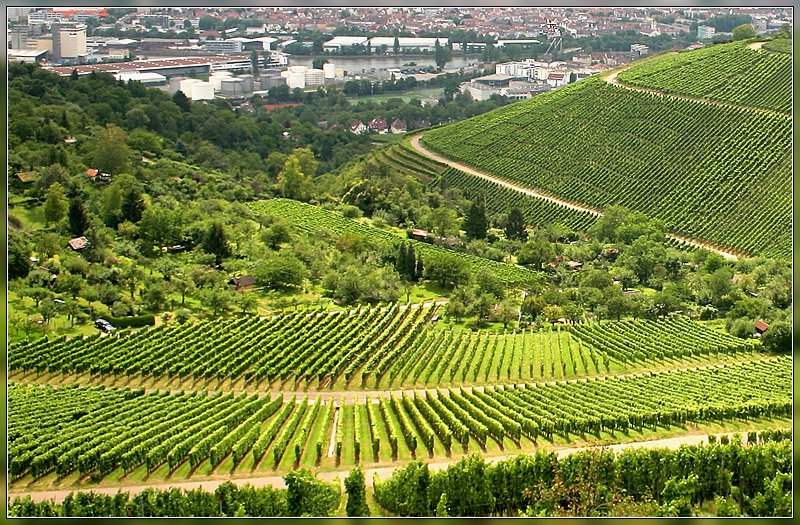 Blick von der Grabkapelle auf dem Württemberg über die grünen Weinberg hinunter ins Neckartal beim Stuttgart Hafen. Im Hintergrund der Stadtteil Wangen. 

13.7.2007 (M)