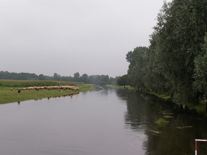 Blick ber die Niers in Grefrath. Durch die anhaltenden Niederschlge der letzten Tage hat die Neirs Hochwasser. Sie hat eine viel hhere Fliegeschwindigkeit und ist etwa dreimal so tief wie normalerweise. Das Foto stammt vom 10.08.2007