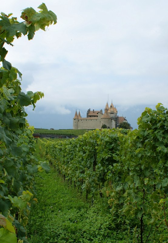 Blick ber die Weinreben auf das Chteau d'Aigle
(September 2008)