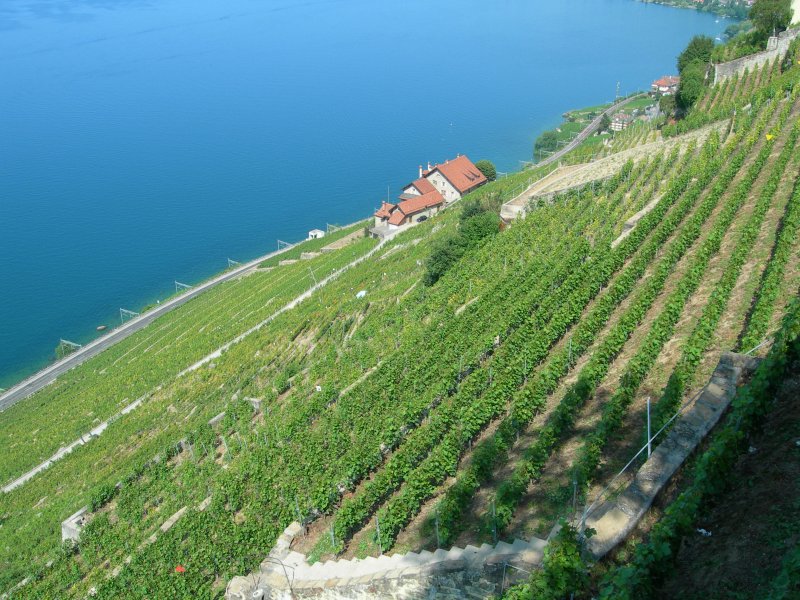 Blick ber die Weinterrassen des Lavaux zum Genfer See
(Frhsommer 2006) 