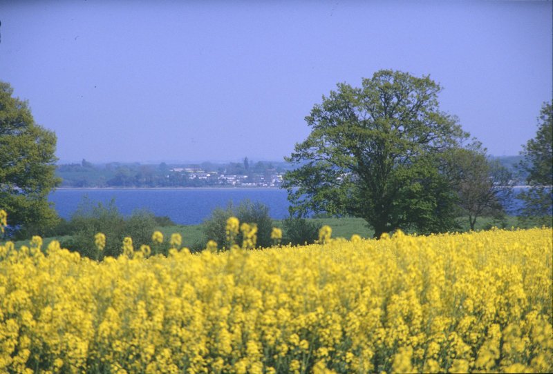 Blick ber die Wohlenberger Wiek (Ostsee) whrend der Rapsblte [Mai 2005]