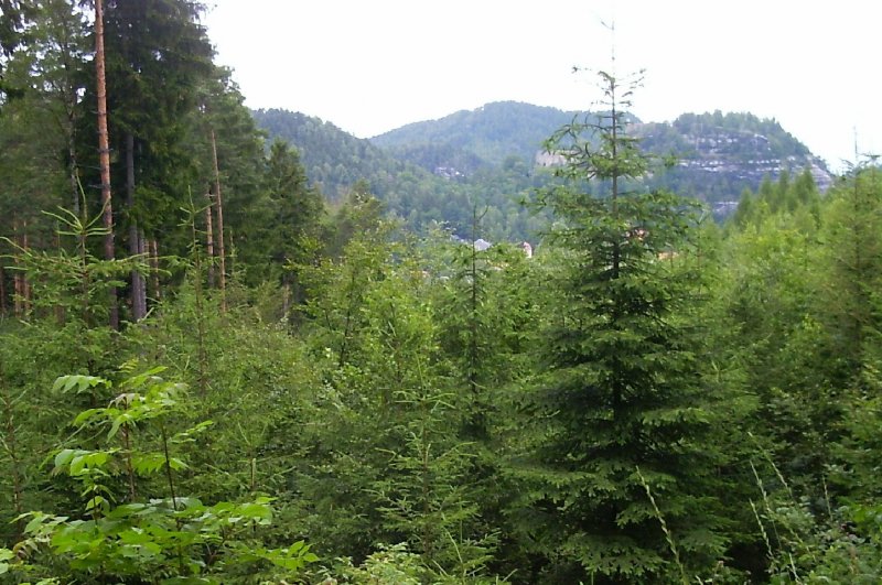 Blick zum Berg Oybin -
Zittauer Gebirge - 2004