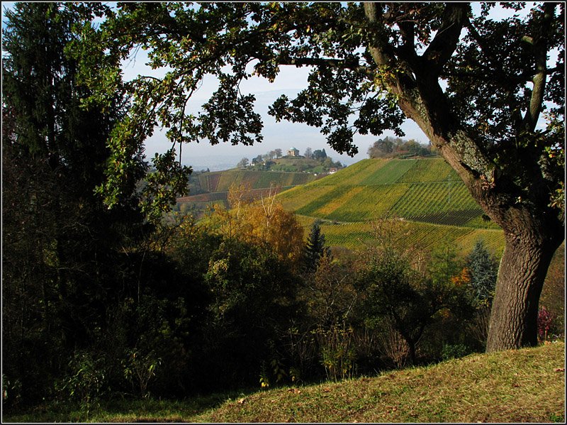 Blick zur Grabkapelle auf dem Württemberg. 

26.10.2008 (J)