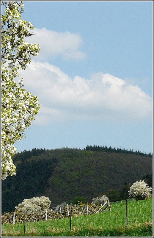 Blhende Bume und Hecken erblickt man am 20.04.09 berall. (Jeanny)