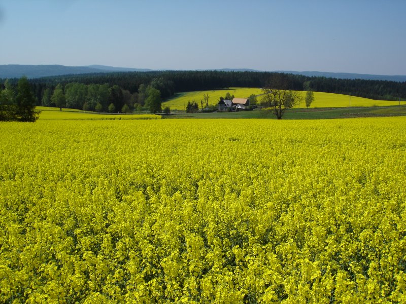 blhende Rapsfelder im Vogtland bei Markneukirchen,
Mai 2007