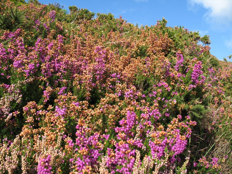 Blhender Erika am Howth Head.
(September 2007)