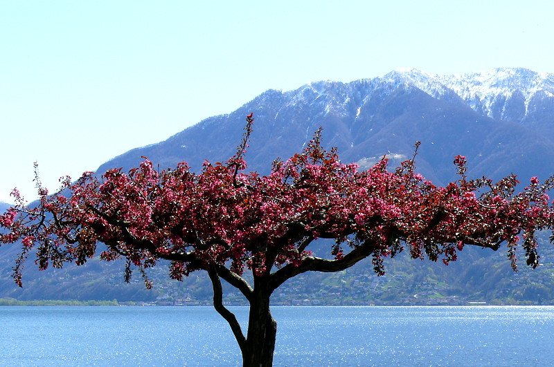 Blhendes Bumchen auf der Uferpromenade in Muralto mit Blick ber den Lago Maggiore auf Magadino am 07.04.2008