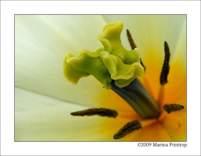 Blte einer Tulpe - Bltenboden mit Stempel und Staubblttern