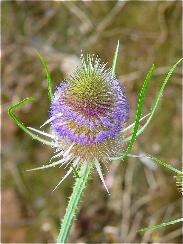 Blte der wilden Karde (dipsacus fullonum) aufgenommen am 06.07.08. (Jeanny)