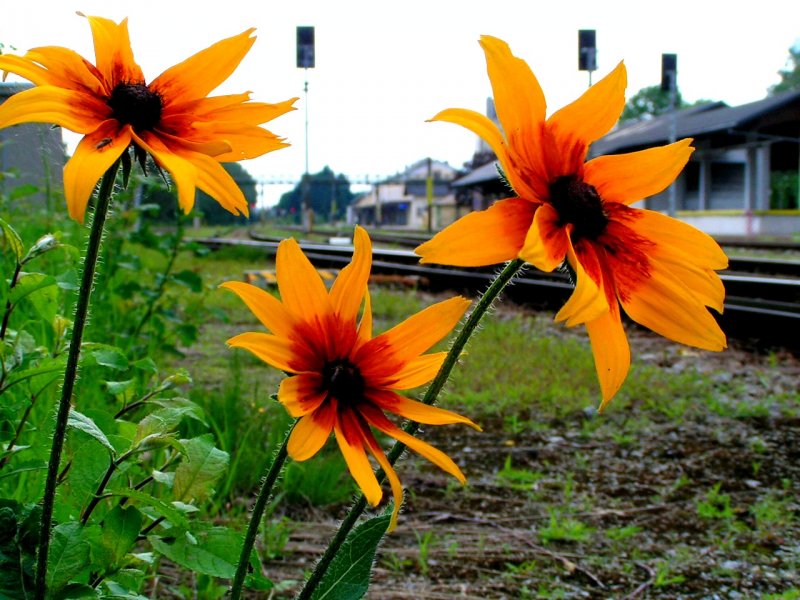 Blumen am Bahnhof Ried i.I.; 080715